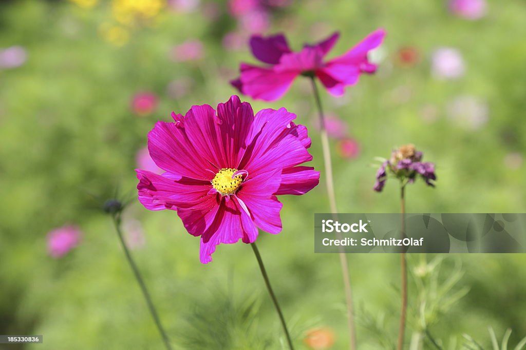 Sommer-Wiese - Lizenzfrei Blume Stock-Foto