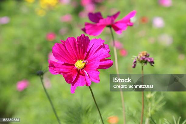 Sommerwiese Stockfoto und mehr Bilder von Blume - Blume, Blumenbeet, Blüte