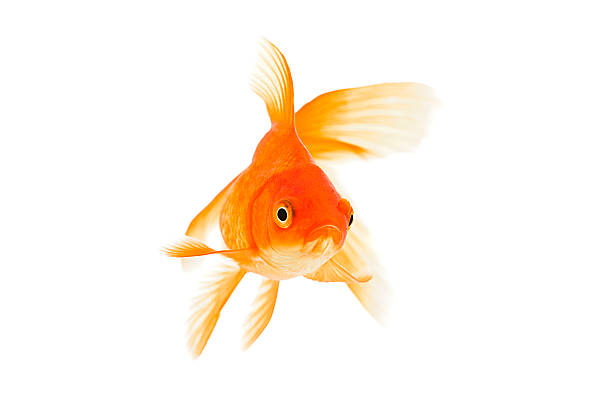 goldfish on a white background - vissenkom fotos stockfoto's en -beelden