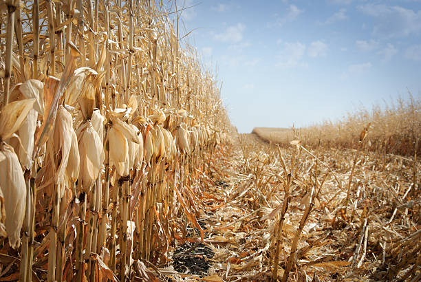 айова cornfield - кукуруза урожай стоковые фото и изображения