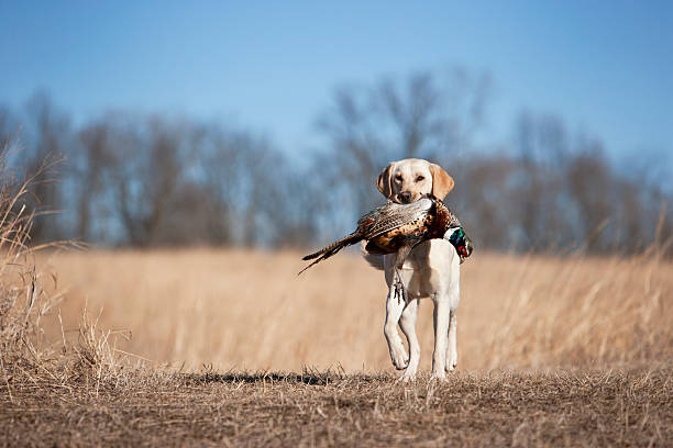 labrador jaune aller chercher un coq faisan dans le midwest. - pheasant hunting feather game shooting photos et images de collection