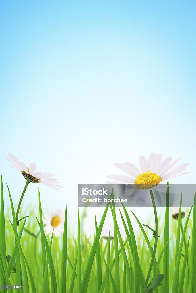 Daisy Meadow - Photo de Fleur sauvage libre de droits