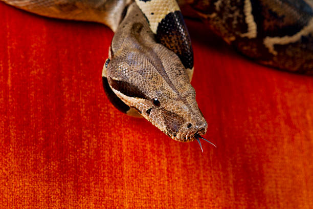 istock Boa Constrictor Head on Orange Velvet 185331428