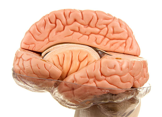 istock Cross Section of Human Brain Model on White Background 185331437