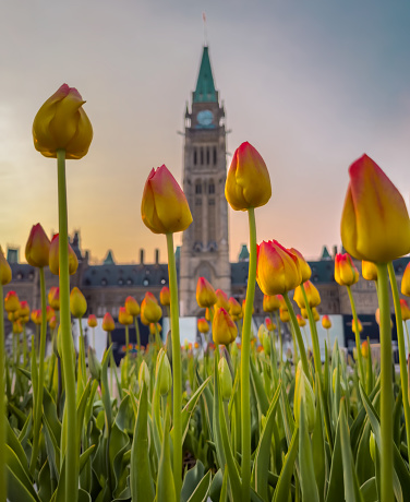 Yellow and red tulips on Parliament Hill at dawn, with the Peace Tower in the background, Ottawa, Ontario, Canada. Photo taken during the Canadian Tulip Festival in May 2023.