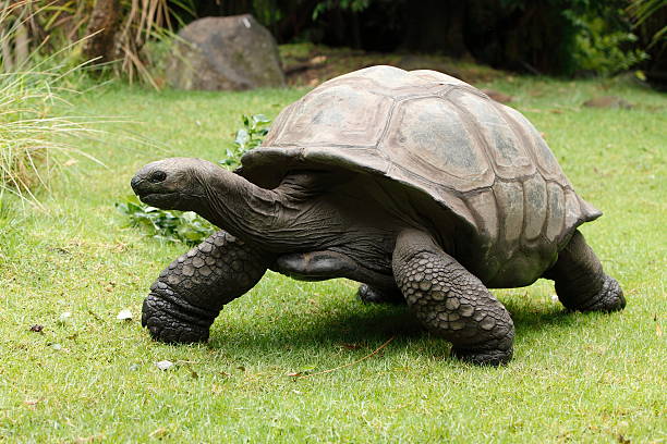 A giant tortoise walking outside stock photo