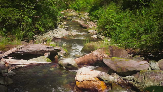 Narrow river with rocky banks and rapids in sunny forest