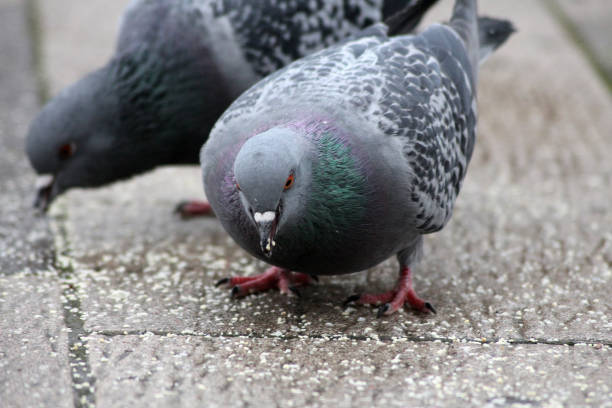 istock Two hungry doves eating seeds 1853339795