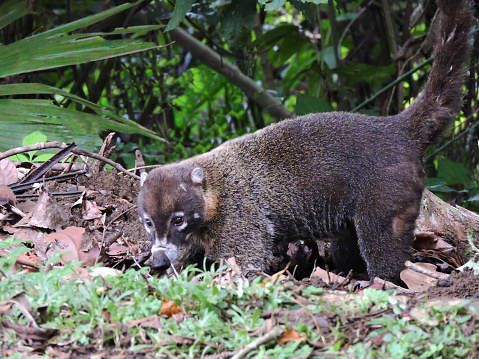 A wild white-nosed coati at a close proximity that was feeding on ground insects