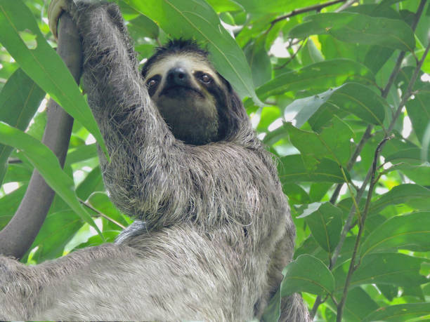 istock Brown-throated three-toed sloth 1853418833