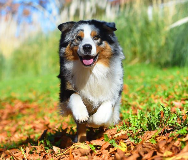 istock a beautiful australian dog in a green field 1853466832