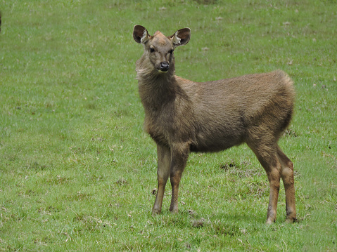 Juvenile Sri Lankan Sambar Deer alone