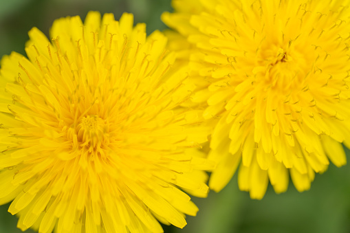 Two bright yellow dandelion flowers close-up