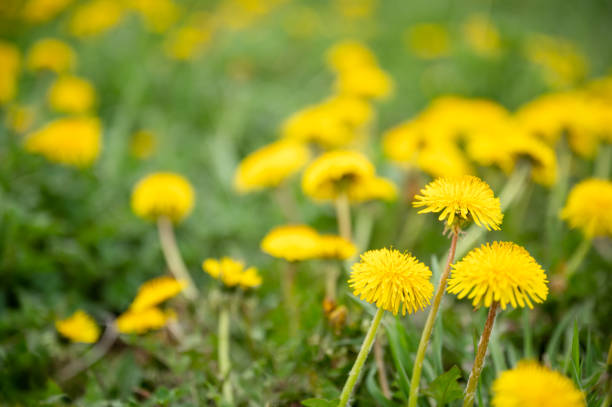 istock Yellow Dandelion Flowers in a Grassy Field 1853487760