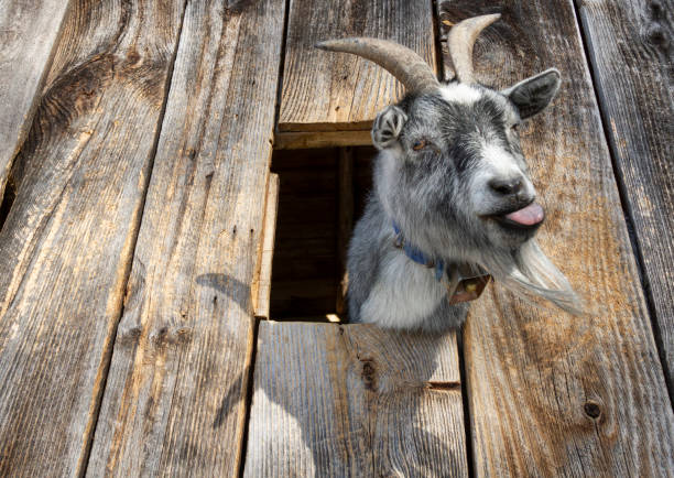 Goat with it's tongue sticking out sticks its head through a wall.
