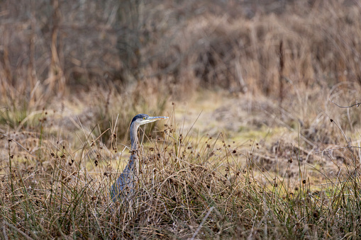 Great Blue Heron hunting in a marsh, Delta, British Columbia, Canada