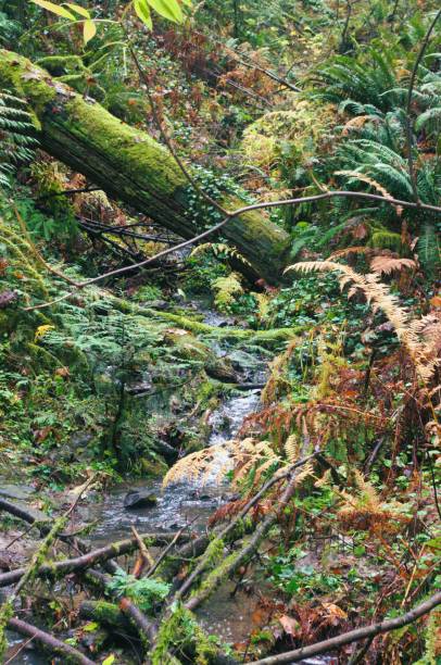 small stream running through lush woodland foliage - rainforest fern beauty running imagens e fotografias de stock