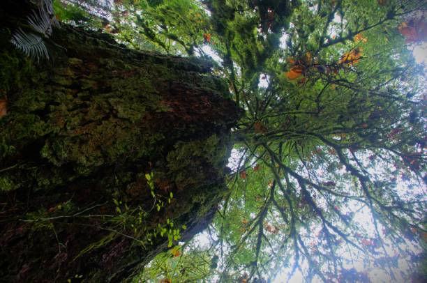 istock Looking upwards through the canopy of a small pine tree 1853567877