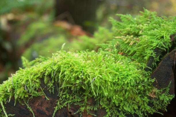 istock Close up of moss growing on fallen log 1853567878