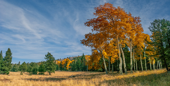 The Quaking Aspen (Populus tremuloides) gets its name from the way the leaves quake in the wind. The aspens grow in large colonies, often starting from a single seedling and spreading underground only to sprout another tree nearby. For this reason, it is considered to be one of the largest single organisms in nature. During the spring and summer, the aspens use sunlight and chlorophyll to create food necessary for the tree’s growth.  In the fall, as the days get shorter and colder, the naturally green chlorophyll breaks down and the leaves stop producing food.  Other pigments are now visible, causing the leaves to take on beautiful orange and gold colors.  These colors can vary from year to year depending on weather conditions.  For instance, when autumn is warm and rainy, the leaves are less colorful. This aspen grove was photographed along the Arizona Trail near Bismarck Lake in the Coconino National Forest near Flagstaff, Arizona, USA.