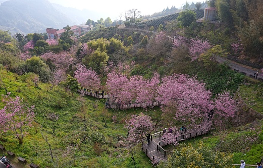 Aerial top-down view of pink Sakura trees blooming on the green grassy hillside and tourists hiking on a trail under the beautiful cherry blossoms, in Shizuo, Zhuqi Township, Chiayi County, Taiwan