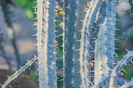 Alluaudia procera cactus -deciduous succulent plant from Madagascar. Alluaudia procera succulent shoot in the Cactus Garden, Lanzarote, Canary Islands, Spain.