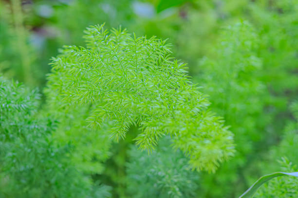 istock Asparagus plumosus, also known as: A. setaceus, A. setaceus Plumosus, Protasparagus setaceus, Common Asparagus Fern, Lace fern, Climbing asparagus 1853642681