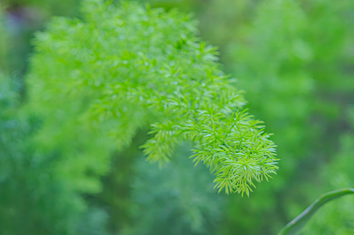 Asparagus plumosus, also known as: A. setaceus, A. setaceus Plumosus, Protasparagus setaceus, Common Asparagus Fern, Lace fern, Climbing asparagus. The nature of green leaves in the garden in summer