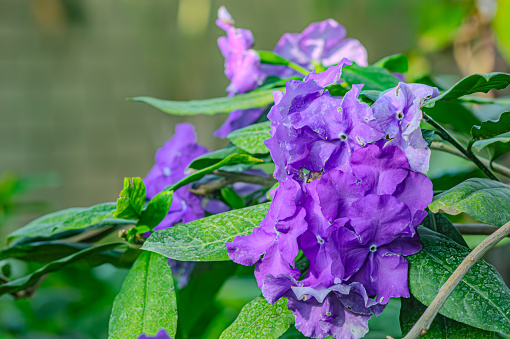 Double color blossom of ornamental brunfelsia pauciflora. Double color blossom of ornamental brunfelsia pauciflora tropical free with white and purple flowers