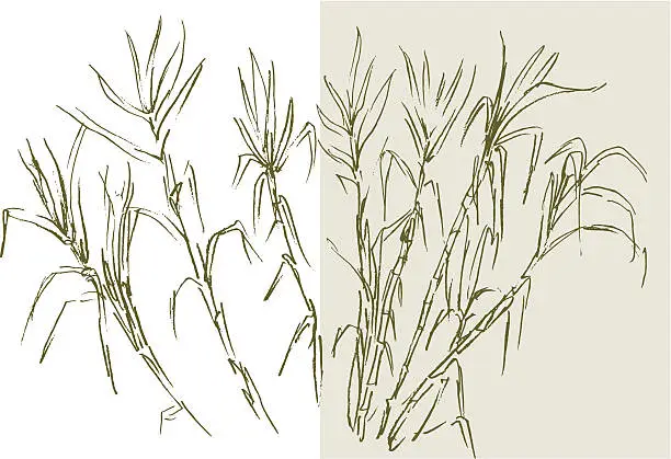 Vector illustration of Drawing of sugar cane on white and rice color