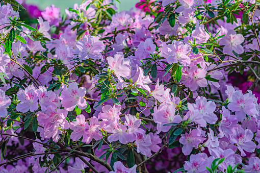 Rhododendron indicum is an azalea Rhododendron species native to Japan. Kirishima-tsutsuji. A beautiful spring flower in shades of purple