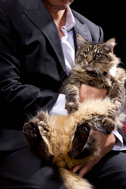 istock Businessman in a suit holding cat weraing bowtie 185365457