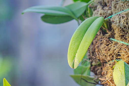 Flowerless orchid hanging from a coconut tree trunk. orchid leaves