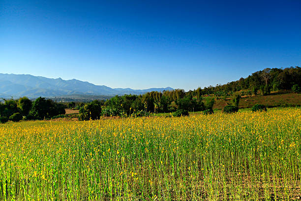 campo de flores sunnhemp - mustard plant mustard field clear sky sky - fotografias e filmes do acervo