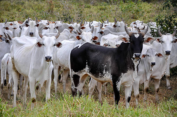 Pantanal, Brazil, herd stock photo