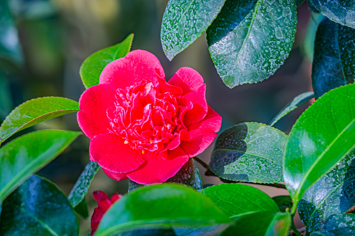 Close up pink Camellia