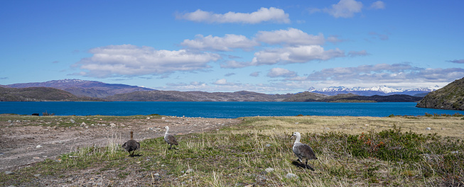 Puerto Natales Torres del Paine National Park, Upland geese