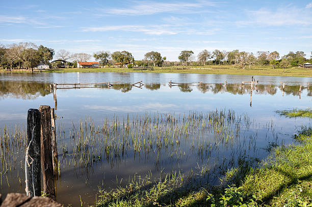 istock Brazil, Pantanal, flooded farm 185365827