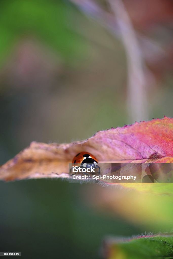 Sette macchie coccinella su una foglia rosso - Foto stock royalty-free di Animale