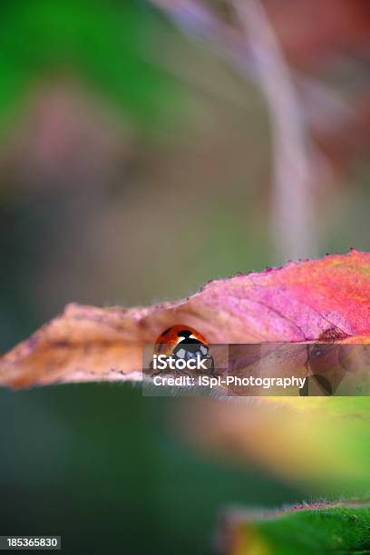 Sette Macchie Coccinella Su Una Foglia Rosso - Fotografie stock e altre immagini di Animale - Animale, Autunno, Close-up