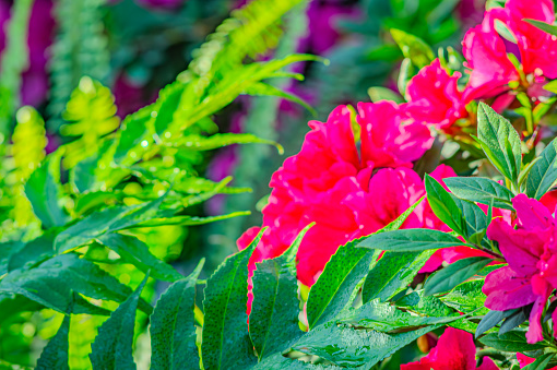 Azalea flowers with a strong red color. Blooming pink azalea flowers close up nature spring background. floral background lush fresh azalea flowers. Beautiful Rhododendron. springtime in botanical