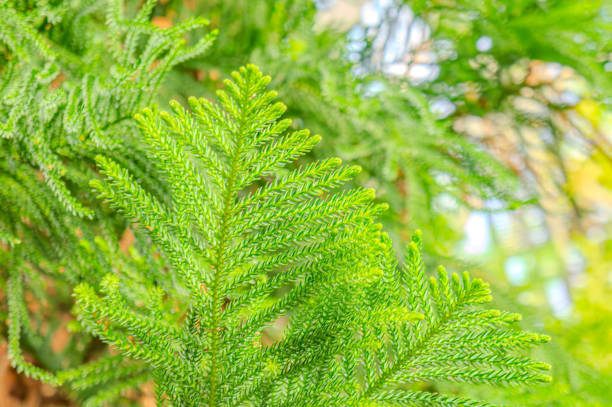 istock Araucaria heterophylla, green leaves background. It's also known as star pine, triangle tree or living Christmas tree, due to its symmetrical shape as a sapling. Norfolk Island pine. 1853662998