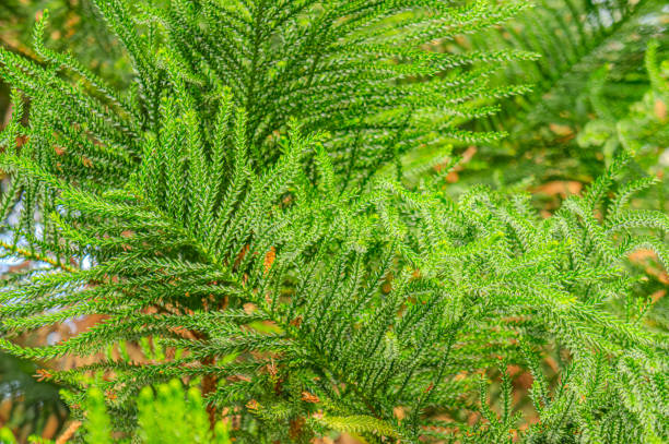 Araucaria heterophylla, green leaves background. It's also known as star pine, triangle tree or living Christmas tree, due to its symmetrical shape as a sapling. Norfolk Island pine. Norfolk Island pine. Araucaria heterophylla, green leaves background. It's also known as star pine, triangle tree or living Christmas tree, due to its symmetrical shape as a sapling. araucaria heterophylla stock pictures, royalty-free photos & images