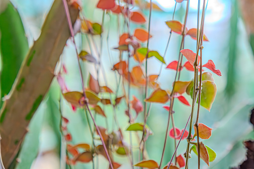 sawed vines on the wall of the house Until becoming part of the house decoration with grape leaves and the color of the walls that go well together. Dangling red leaves in the shape of a heart