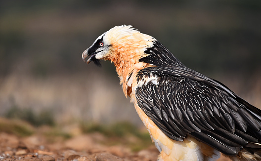 A bearded vulture in spain