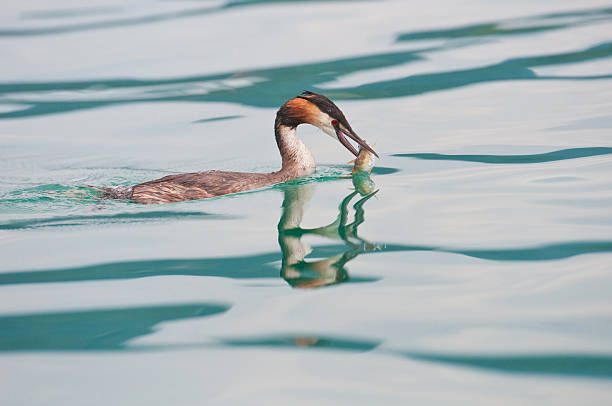 great crested grebe duck with a fish in the bill