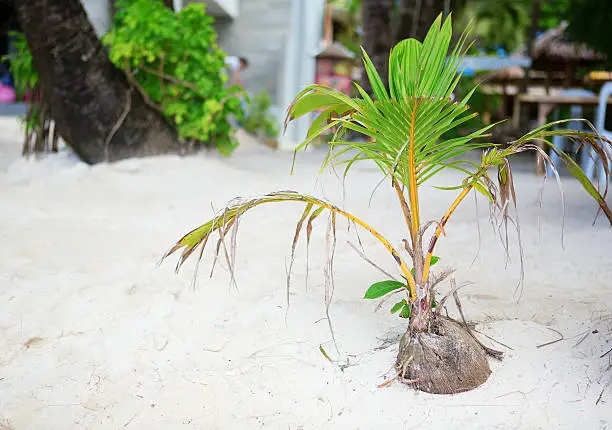 Photo of Coconut sprout growing on a white tropical beach