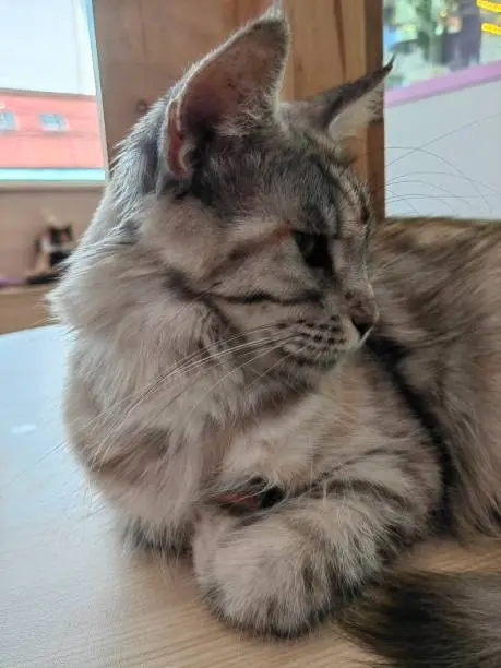 Photo of Gray Cat