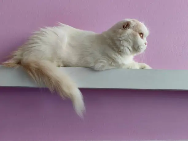 Photo of White cat on shelf