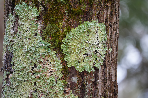 close up on old tree bark covered with green moss on tree trunk as background